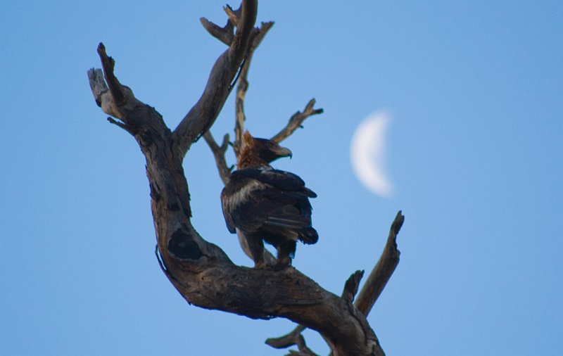 eagle moon.jpg